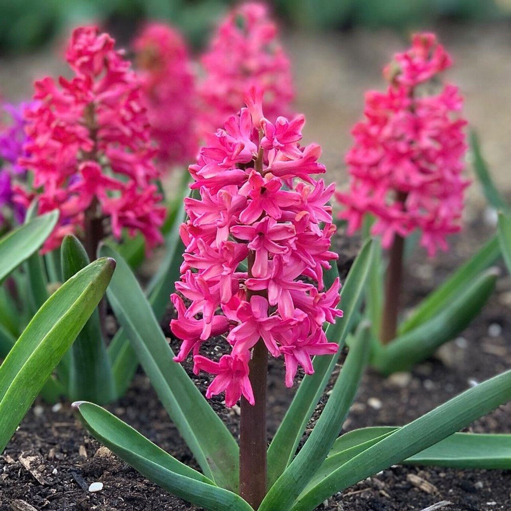 1 หัว ดอกไฮยาซินธ์ (Hyacinth) Bulbs สายพันธุ์ Hyacinth Orientalis Jan Bos