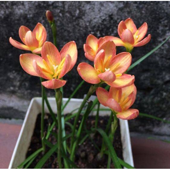 10 เมล็ด ดอกบัวดิน ดอกบัวสวรรค์ Zephyranthes Seeds Rain Lily ดอกไม้ไทย สีส้ม – โปรปัง