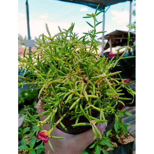 คุณนายตื่นสายประมาณ20ต้นปลูก1ถุงดำขนาดเล็กต้นกิ่งคละสีแพรเซี่ยงไฮ้🌷&กุหลาบดิน