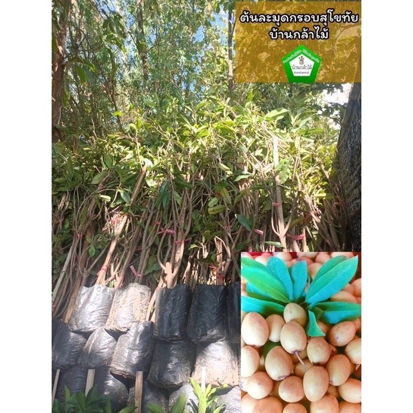 ต้นละมุดกรอบสุโขทัย ของแท้ 1000%   ต้นแข็งแรง   สินค้าเสียหาย แจ้งทางร้านได้เลยจ้า