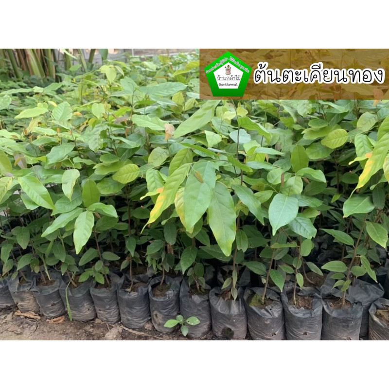 ต้นตะเคียนทอง  ชุดละ 40 ต้น 🎉ต้นแข็งแรง 🌿 สินค้าเสียหาย แจ้งทางร้านได้เลยจ้า
