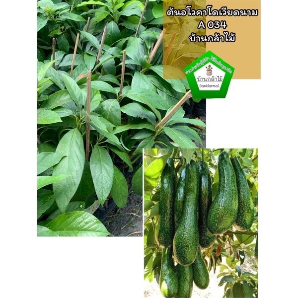 ต้นอะโวคาโดเวียดนาม A034 แท้100% เสียบยอด 🎉ต้นแข็งแรง ระหว่างขนส่งสินค้าเสียหาย ทางร้านรับผิดชอบทุกร