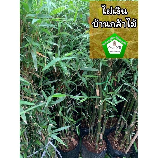 ต้นไผ่เงิน กิ่งใหญ่ ไม้มงคล ต้นแข็งแรง ระหว่างขนส่งสินค้าเสียหาย ทางร้านรับผิดชอบทุกรณีจ้า