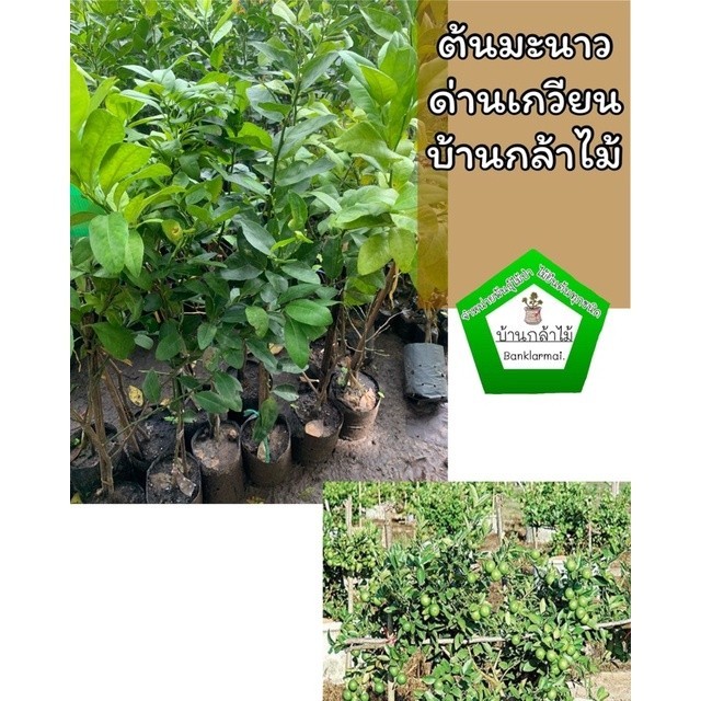 ต้นมะนาวด่านเกวียน  ออกผลไวมาก 🎉ต้นแข็งแรง 🌿 สินค้าเสียหาย แจ้งทางร้านได้เลยจ้า