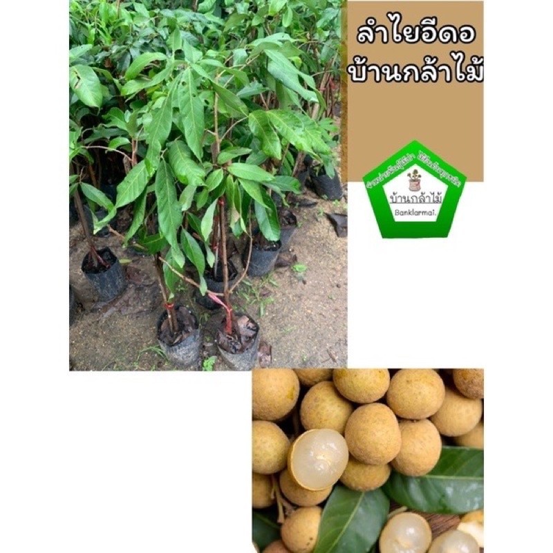 ต้นลำไยอีดอ แท้ 100%  🎉ต้นแข็งแรง 🌿 สินค้าเสียหาย แจ้งทางร้านได้เลยจ้า