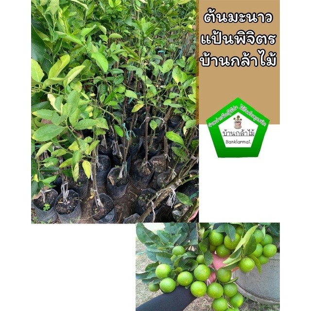 ต้นมะนาวแป้นพิจิตร กิ่งใหญ่ แท้100% พร้อมปลูก ออกผลไวมาก 🎉แข็งแรง🌿 สินค้าเสียหาย แจ้งทางร้านได้เลยจ้า