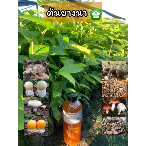 ต้นยางนา ราดเชื้อเห็ดหลากหลายชนิด 🍄 เห็ดไคเห็ดตับเต่าและอื่นๆ 🌿 สินค้าเสียหาย แจ้งทางร้านได้เลยจ้า