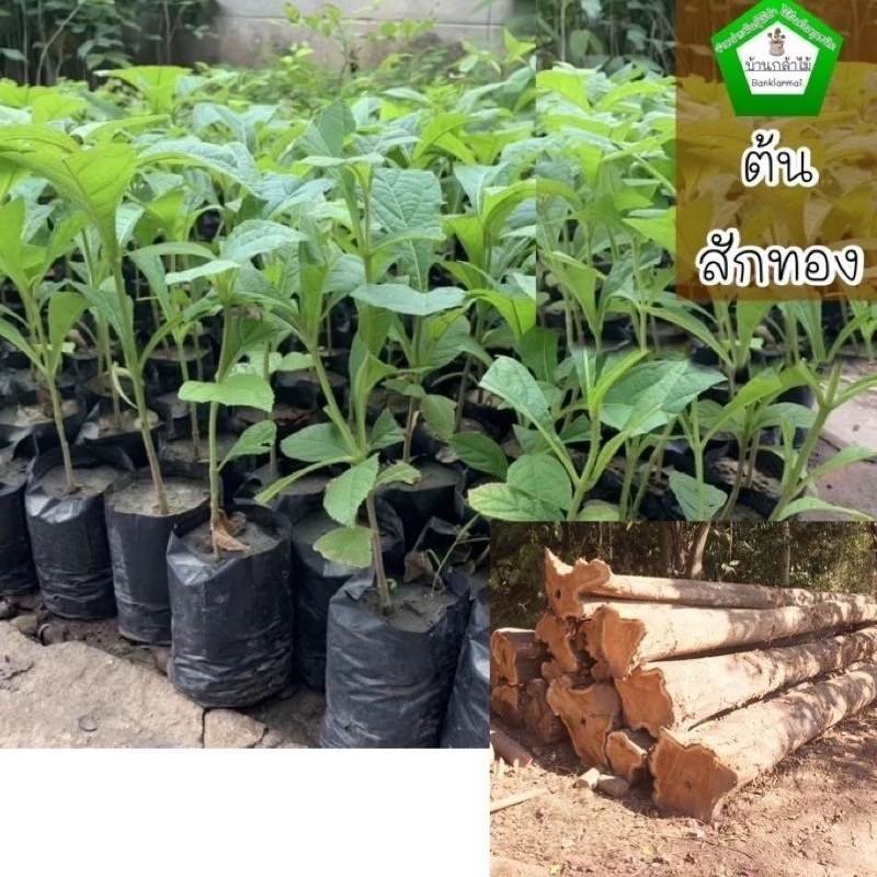 ต้นสักทอง ของแท้ 100% 🎉ต้นแข็งแรง 🌿 สินค้าเสียหาย แจ้งทางร้านได้เลยจ้า