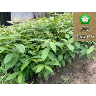 ต้นตะแบก ดอกสีม่วงๆ 💜 ต้นแข็งแรง 🌿 สินค้าเสียหาย แจ้งทางร้านได้เลยจ้า