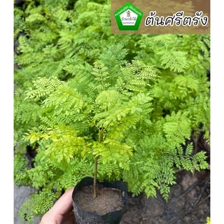 ต้นศรีตรัง ไม้ยืนต้น ดอกสีม่วง 💜🎉ต้นแข็งแรง 🌿 สินค้าเสียหาย แจ้งทางร้านได้เลยจ้า