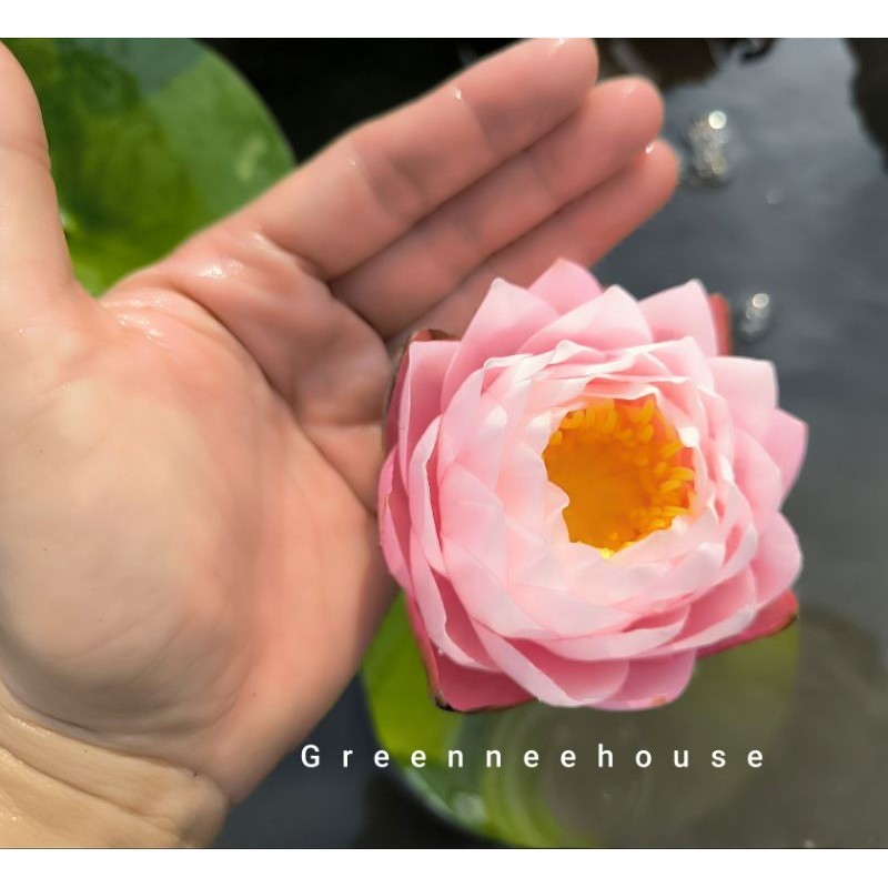 บัวฝรั่งชื่อเอกดารา ดอกสวยสีชมพูอมพีชทรงถ้วย ดอกใหญ่ม่แล้วจ้า (new)