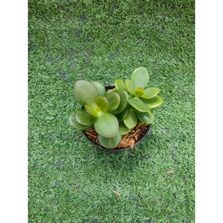 ต้นคลาสซูล่าใบเงิน, ต้นมันนี่ [Crassula Ovata, Money Plant] ไม้มงคลในกระถาง2นิ้ว