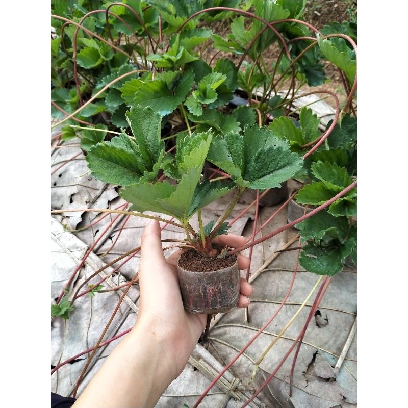 ต้นกล้าสตรอเบอร์รี่พันธุ์ 80