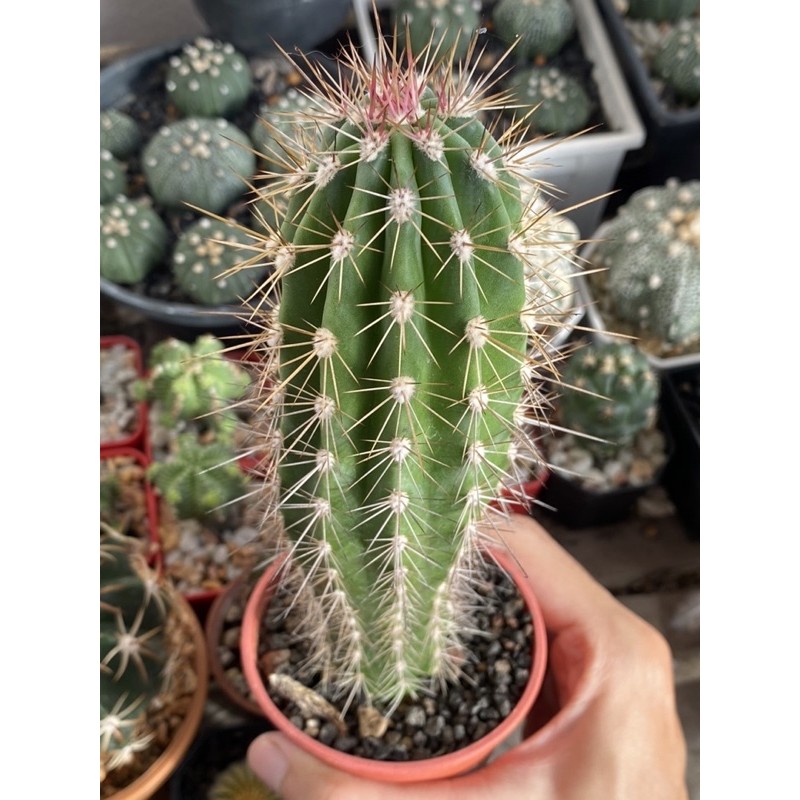 pachycereus pringlei ไม้ลำไม้รั้ว อายุยืนแข็งแรง ไม่เป็นโรคง่าย ไม้เมล็ดต่างประเทศ เพาะโตที่ไทย