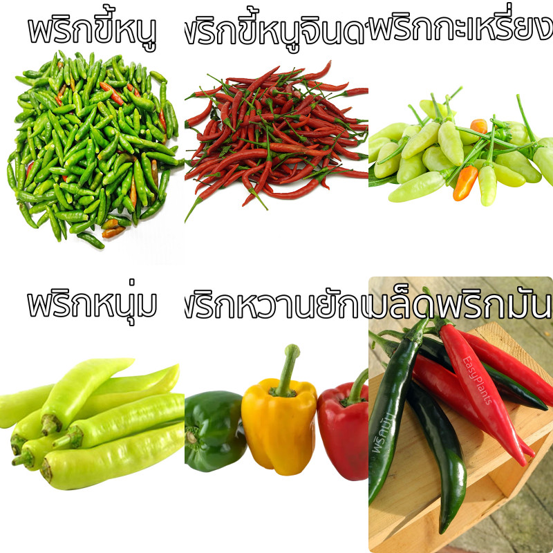 เมล็ดพันธุ์ ผักสวนครัว ชุดที่ 3 ตราสามเอ