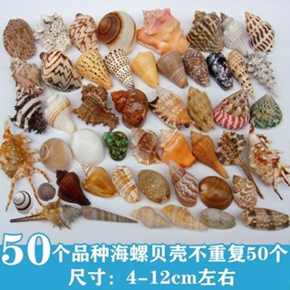 ﺴ▬∋ธรรมชาติ conch SHELL ปลาดาว Fish TANK Aquarium ภูมิทัศน์ตกแต่งฤาษีปู เปลี่ยนหัตถกรรมคอลเลกชันขนาดเล็กของขวัญ