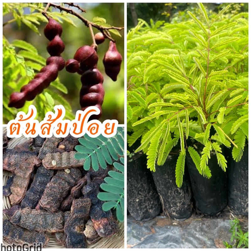 ต้นส้มป่อย เพาะเมล็ด เป็นสมุนไพรโบราณเริ่มหายากแล้ว