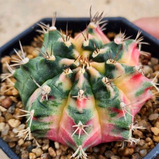 Gymno ด่างสวย สีหวานๆ ไม้เพาะเมล็ด น่าเก็บ ทำพันธุ์