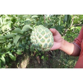 ต้นน้อยหน่าหนังเขียวเกษตร🍈(เสียบยอด)ปลูก 1-2 ปีได้กินผล เนื้…