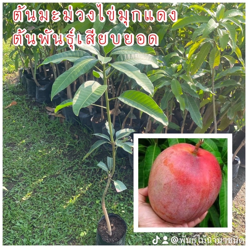 ต้นมะม่วงไข่มุกแดง เสียบยอด ผลดิบหรือแก่ยังไม่ถึงสุกจะมีรสมันกรอบ เนื้อสุกเป็นสีเหลืองอมส้มเนื้อละเอียดเหนียวไม่มีเสี้ยน – โปรปัง