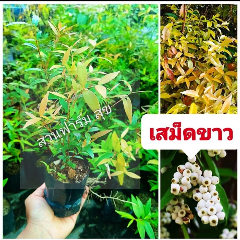 เสม็ดขาว ซื้อ 10 ต้น เเถมฟรี 1 ต้น ปลูก 2-3 เดือนเริ่มออกดอก ต้นกล้าเเข็งเเรงพร้อมปลูกสินค้าเสียหายยินดีเคลมฟรี