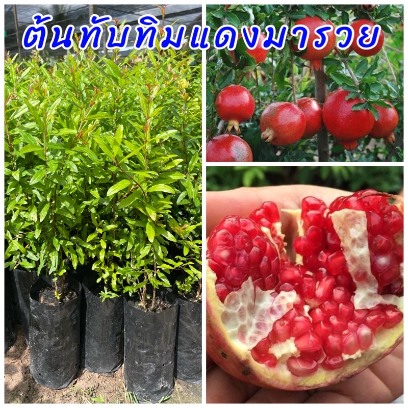 ต้นทับทิมแดงมารวยแท้100% ต้นเพาะเมล็ด พร้อมปลูก เนื้อในสีแดงรวฝสชาติหวาน อร่อย ขนาดต้น 10-15 ซม.