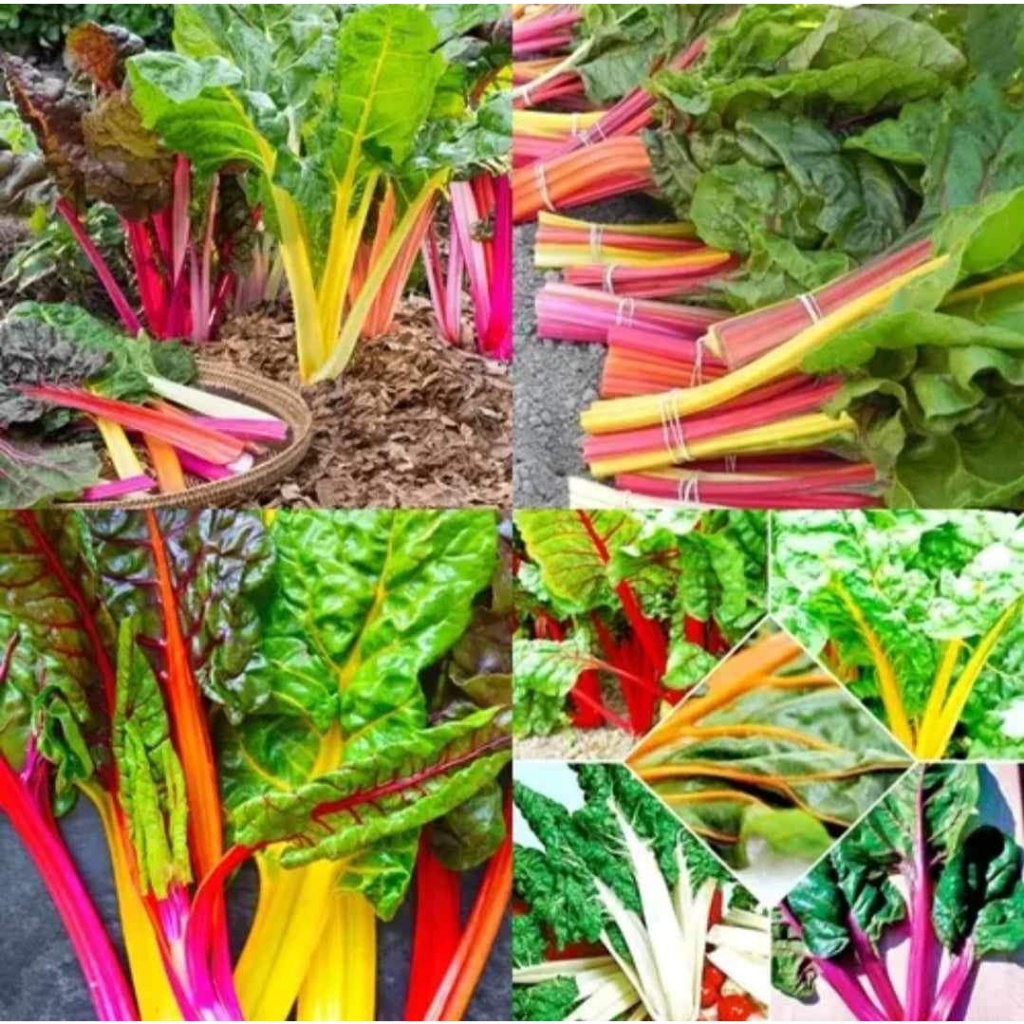 100+ เมล็ด เมล็ดผักสวิสชาร์ตคละสี (ปลูกง่าย โตไว ชอบแดด สีสวย รสชาติคล้ายผักกาดขาว ปลูกได้ทุกภาคของประเทศ)