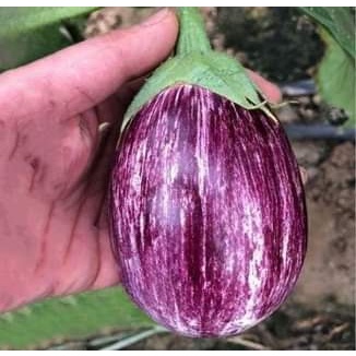 80+ เมล็ด เมล็ดมะเขือเปราะยักษ์สีม่วงลาย (ผลใหญ่ยักษ์ ผลมีลายสีม่วง-ขาว ผลหนัก 200-300 กรัม/ผล รสชาติหวานกรอบอร่อย)