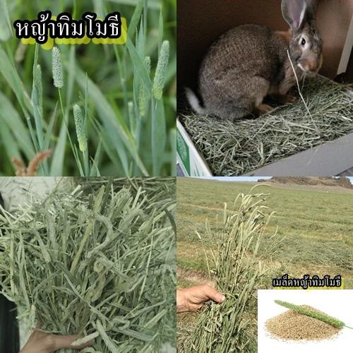 1,900+ เมล็ด เมล็ดหญ้าทิมโมธี (หญ้าสำหรับสัตว์เลี้ยงฟันแทะทั้งหลาย เช่น กระต่าย แกสบี้ เควี่ ชินชิล่าและ แพรี่ด๊อก)