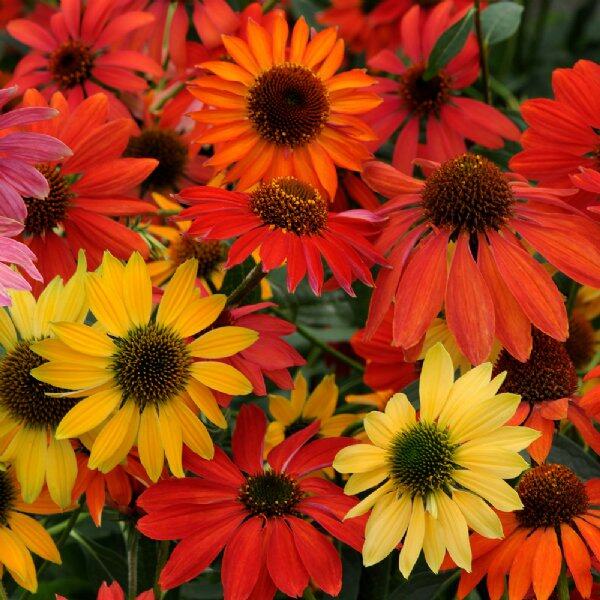 100 เมล็ด เมล็ดเอ็กไคนาเซีย ดอกอิชิเนเชีย Echinacea Seed สายพันธุ์ Cheyenne Spirit