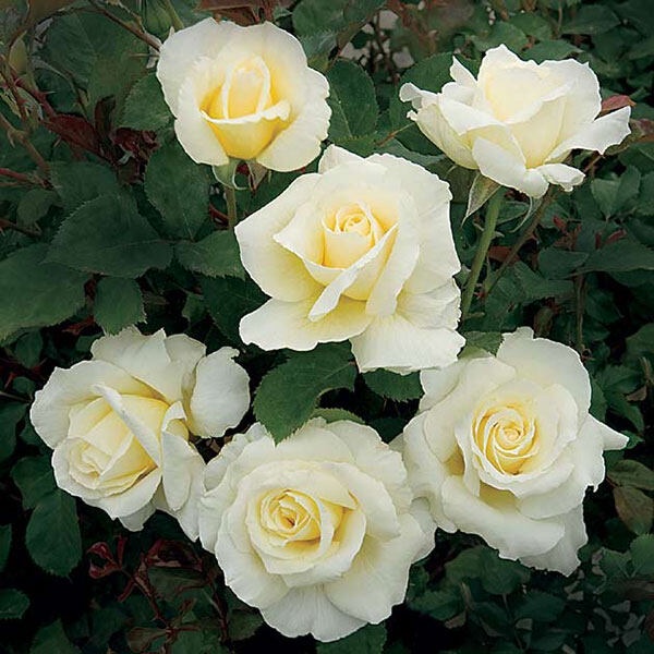 10 เมล็ด Floribunda Bush Rose Seeds กุหลาบ ดอกใหญ่ซ้อน กลิ่นหอม สายพันธุ์ Dimples สีขาว