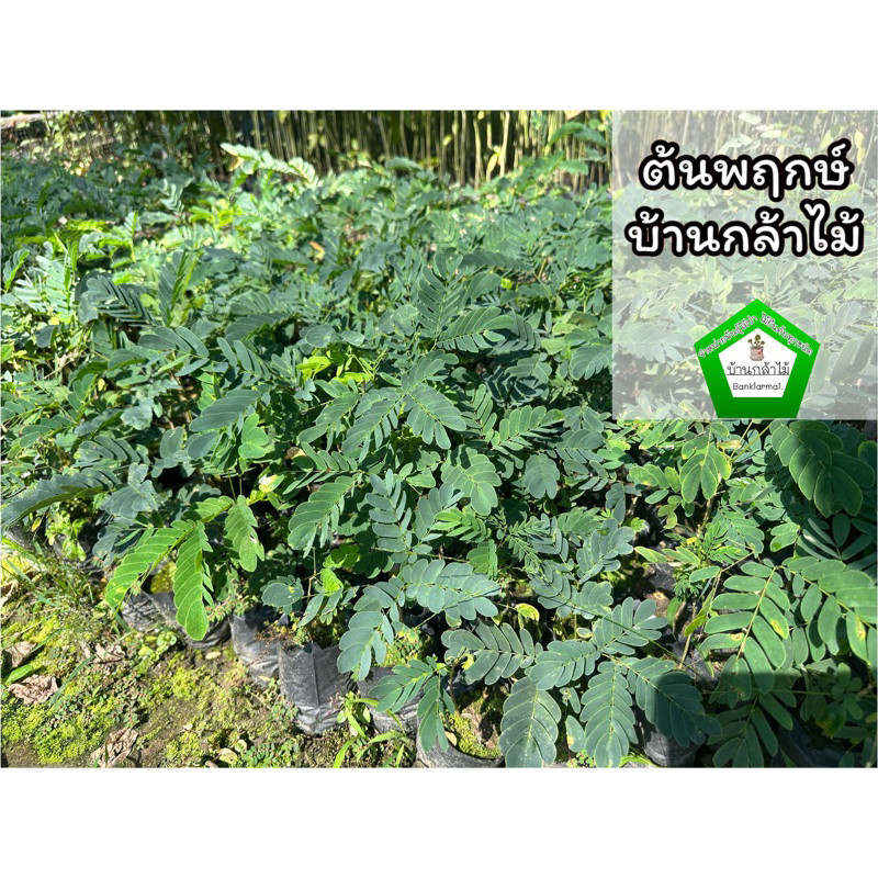 ต้นพฤกษ์ ต้นจามจุรีสีทอง ต้นอีซึก ต้นมะคึด 🎉ต้นแข็งแรง 🌿 สินค้าเสียหาย แจ้งทางร้านได้เลยจ้า