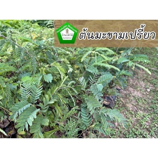 ต้นมะขามเปรี้ยวยักษ์ เพาะเมล็ด ต้นแข็งแรงพร้อมลงดิน🪴🌿 สินค้าเสียหาย แจ้งทางร้านได้เลยจ้า
