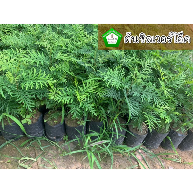 ต้นซิลเวอร์โอ๊ค ชุดละ 40 ต้น 🎉ต้นแข็งแรง 🌿 สินค้าเสียหาย แจ้งทางร้านได้เลยจ้า