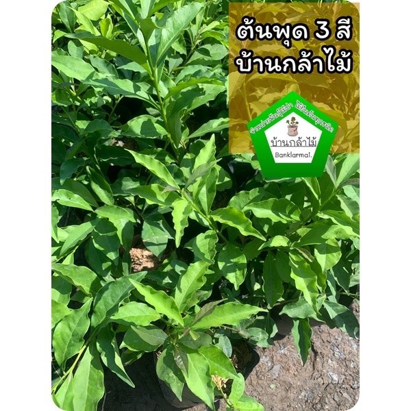 ต้นพุด 3สี 🎉ต้นแข็งแรง 🌿 สินค้าเสียหาย แจ้งทางร้านได้เลยจ้า