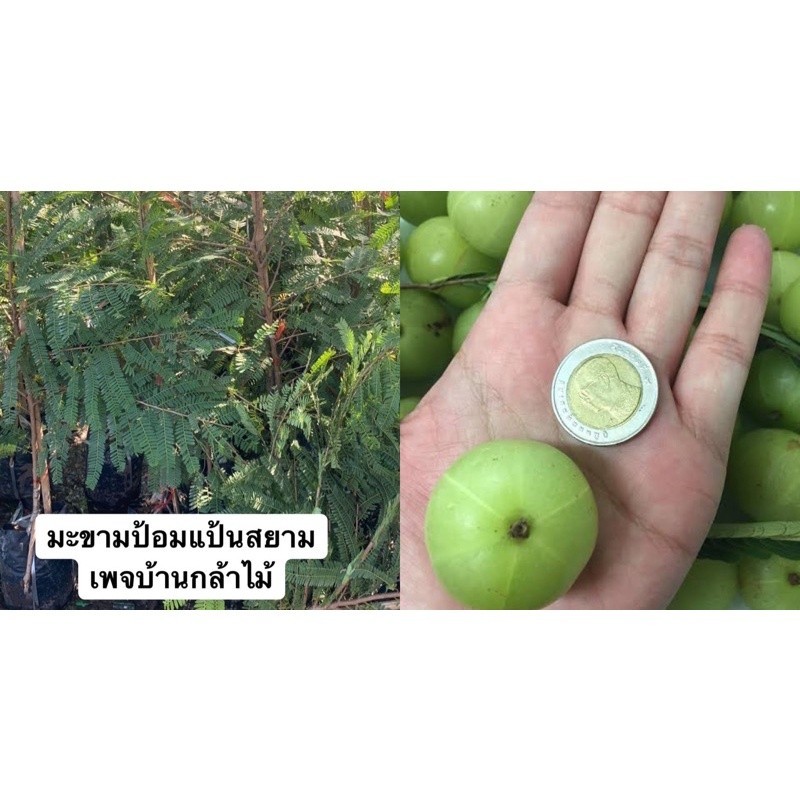 มะขามป้อมแป้นสยาม ต้นแข็งแรง สินค้าเสียหาย แจ้งทางร้านได้เลยจ้า