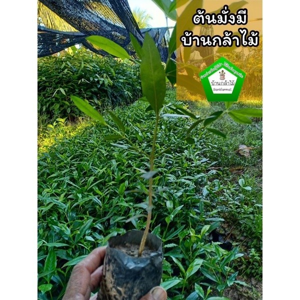 ต้นมั่งมี ต้นโต ฟอร์มสวย ไม้มงคล 🎉ต้นแข็งแรง 🌿 สินค้าเสียหาย แจ้งทางร้านได้เลยจ้า