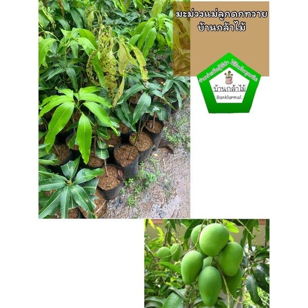 ต้นมะม่วงแม่ลูกดก แท้ 100% 🎉ต้นแข็งแรง 🌿 สินค้าเสียหาย แจ้งทางร้านได้เลยจ้า