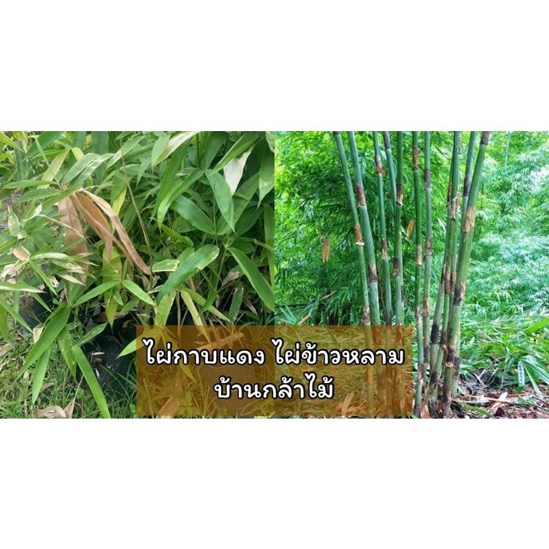 ไผ่กาบแดง ไผ่ข้าวหลาม  🎉ต้นแข็งแรง 🌿 สินค้าเสียหาย แจ้งทางร้านได้เลยจ้า
