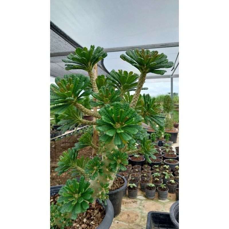 มะพร้าวทะเลทราย Dorstenia Gigas Cutting Heart ❤️ Clone กิแกส ใบหัวใจ