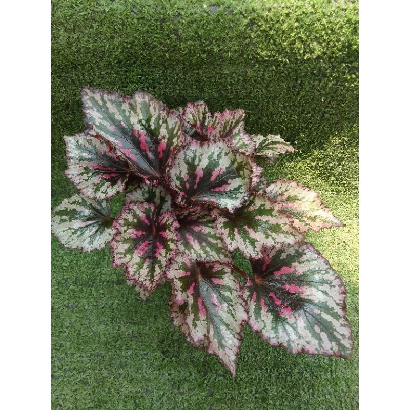 ต้นบีโกเนียRex 'Amazon Delta '[Begonia Rex 'Amazon Delta'] ไม้ในกระถาง3"