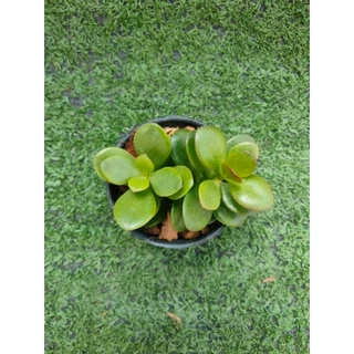 ต้นคลาสซูล่าใบเงิน, ต้นมันนี่ [Crassula Ovata, Money Plant] ไม้มงคลในกระถาง2นิ้ว