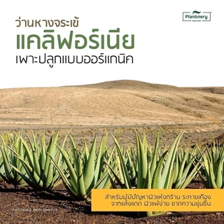 Plantnery Aloe Vera Soothing Gel 280 ml เจลว่านหางจระเข้ อโล เวล่า ซูทติ้งเจล สกัดจากว่านหางจระเข้