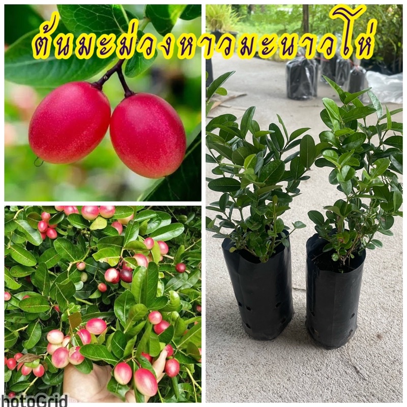 (ชุด4ต้น100บาท) ต้นมะม่วงหาวมะนาวโห่ เพาะเมล็ด ผลดิบสีแดงรสฝาด ผลสุกสีดำรสชาติหวาน