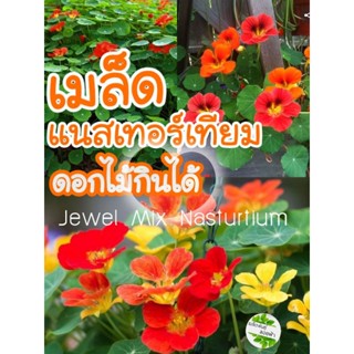 เมล็ดพันธุ์ แนสเทอเทียม คละสีดอก ใบ ทานได้ 5 เมล็ด20 บาท เมล็ดพันธุ์แท้ นำเข้า จากต่างประเทศ100% เมล็ดop