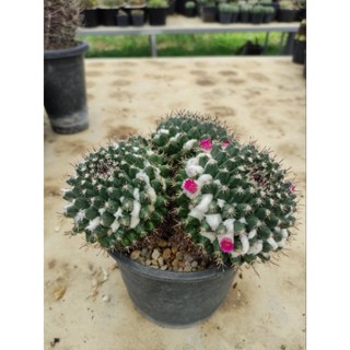 Mammillaria compressa แตกหน่อธรรมชาติ