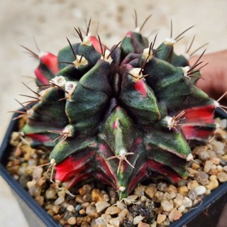 Gymno มอนเตอร์ด่าง หายาก มีต้นเดียว