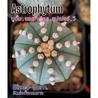 แอสโตร(Astrophytum)🌵จัดส่งต้นตามรูป