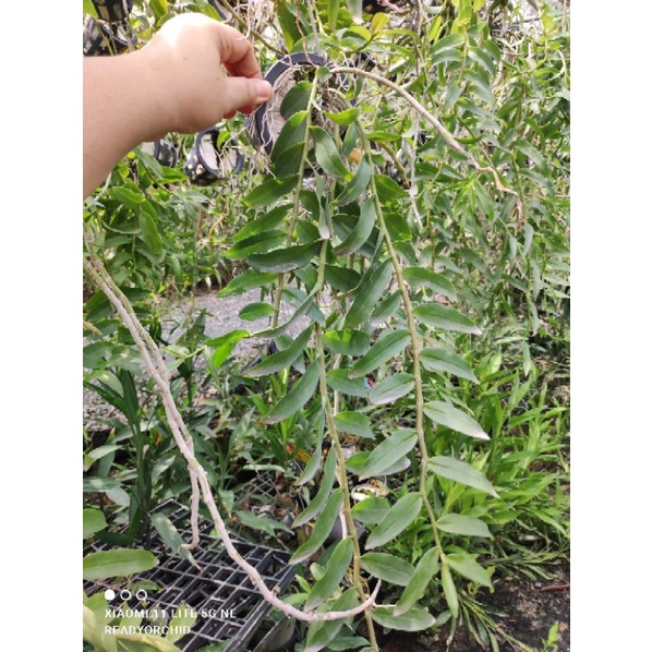 เอื้องสายไกร​ฤทธิ์​ x​ เนสเตอร์​ ดอกสวย ต้นงาม มีดอกช่วงเดือนเมษายนค่ะ ราคา ถูกที่สุด ดีลบีเคเค แกลเลอรีภาพที่ 8