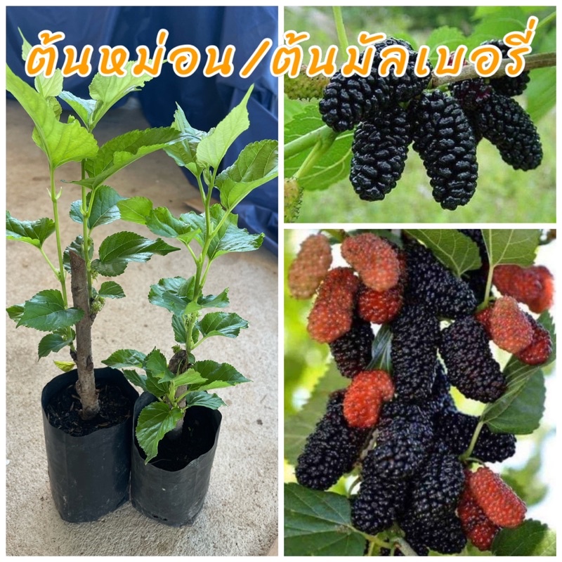(1ชุด4ต้น100บาท) ต้นมัลเบอรี่ หรือ ม่อนออสตุรกี (ชำกิ่ง) ลูกใหญ่ ผลดก รสชาติหวาน อร่อย ปลูกง่ายดูแลง่าย